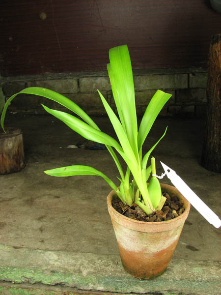 Cyrtochilum serratum.jpg