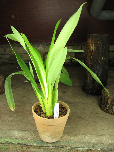 Odontoglossum wyattianum.jpg
