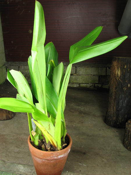 Maxillaria Macas.jpg