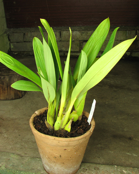 Maxillaria huebschii.jpg
