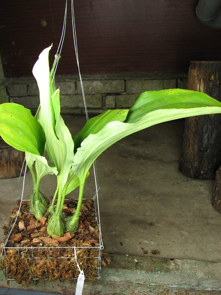 Stanhopea florida.jpg