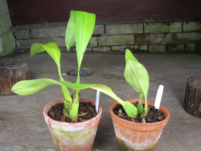 Trichopilia hennisiana.jpg