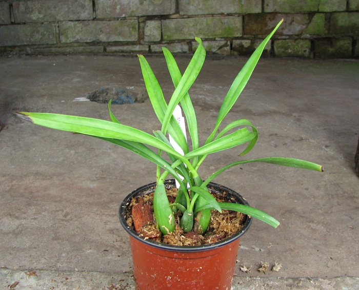 Maxillaria schunkeana.jpg