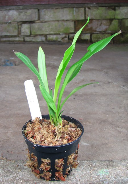 Dracula wallisii.jpg