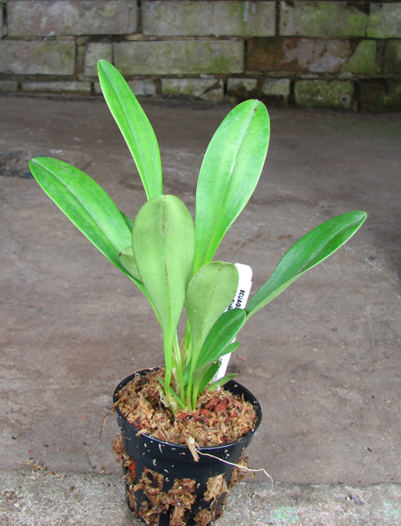Masdevallia coccinea alba.jpg