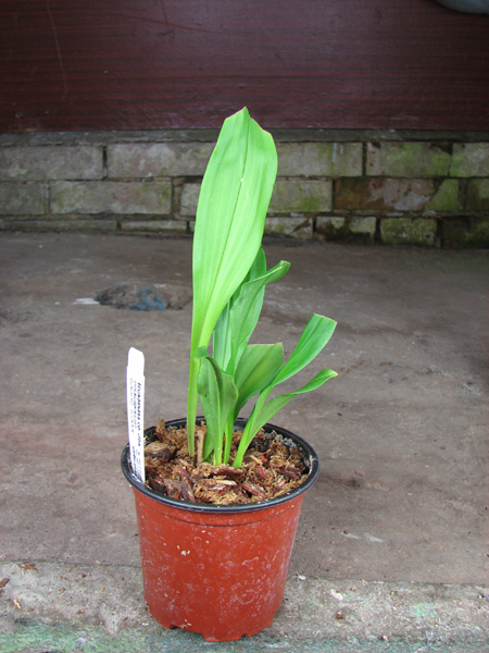 Dracula inaequalis.jpg