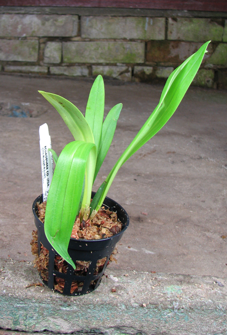Dracula gigas x Masdevallia veitchiana.jpg