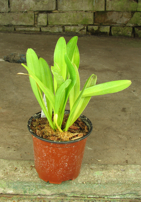 Masdevallia veitchiana x Masdevallia Cooper Angel.jpg