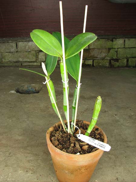 Cattleya violacea.jpg