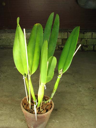 Cattleya-gigas-var-sanderiana.jpg