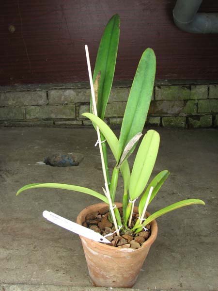 Cattleya maxima tall.jpg