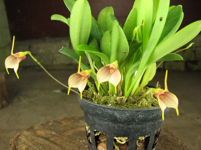 Masdevallia floribunda.jpg