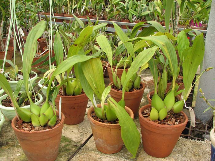 Coelogyne speciosa.jpg