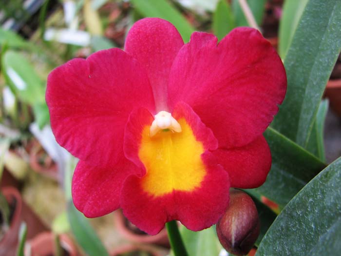 Hawkinsara Hsinying Why Not 'Long Life'.jpg