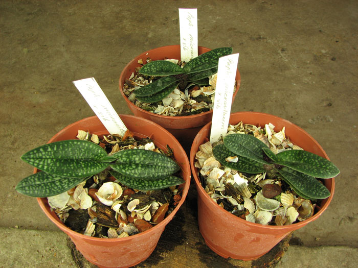 Paphiopedilum micranthum var eburneum.jpg