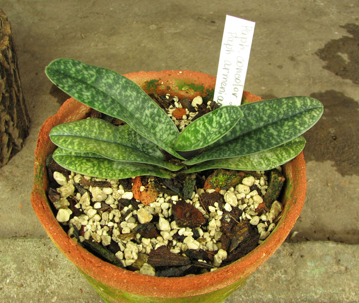 Paphiopedilum concolor 2550 'River' x Paphiopedilum armeniacum.jpg