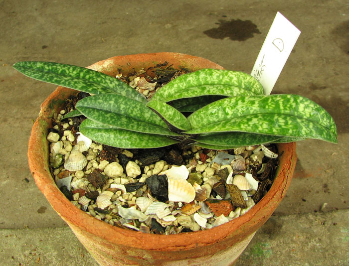 Paphiopedilum armeniacum x Paphiopedilum concolor 'Daya'.jpg