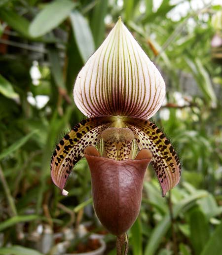 Paphiopedilum ciliolare.JPG