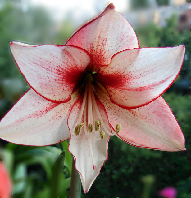 темптейшн 08062012flo.jpg