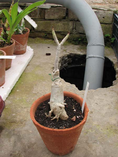 Adenium Lovely Sky.jpg