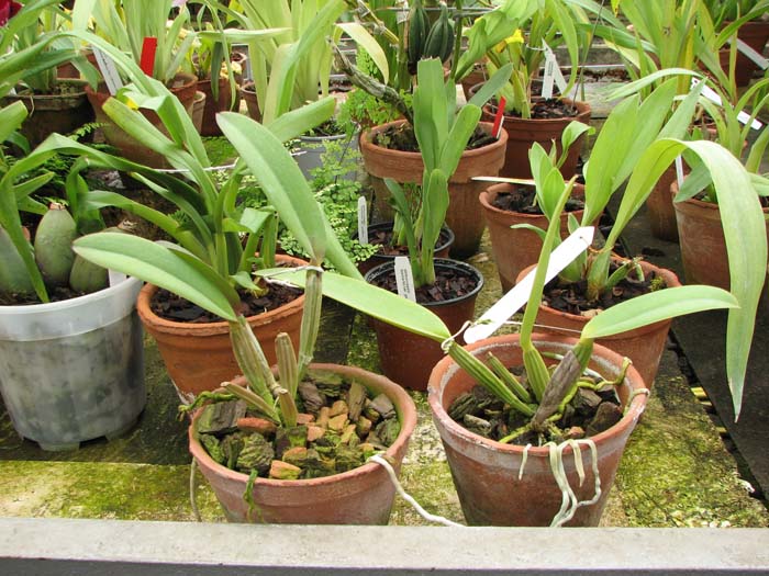Cattleya lueddemanniana coerulea 'Lena' x Cattleya lueddemanniana coerulea 'Celeste'.jpg