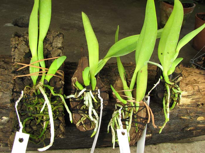 Cattleya dowiana rosea x self.jpg
