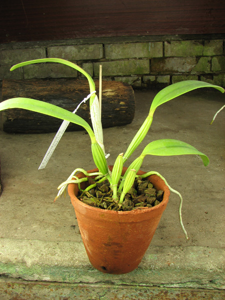 Cattleya lueddemanniana escura x Cattleya lueddemanniana 'Labelo Dourado'.jpg