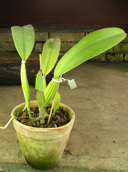 Cattleya trianae 'Binot' x Cattleya trianae 'Jean Groben'.jpg