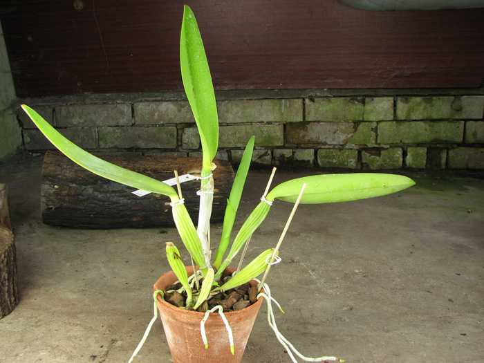 Cattleya labiata coerulea 'Bastiao' x Cattleya labiata coerulea 'Lourival'.jpg