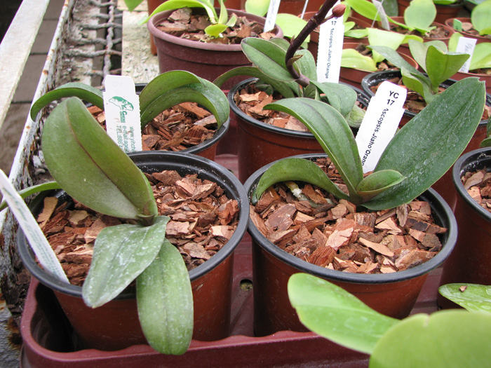 Asconopsis Jiaho's Orange.jpg