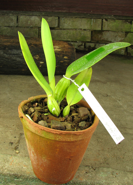 Cattleya labiata coerulescens 'Da Norma Dreher' x self.jpg