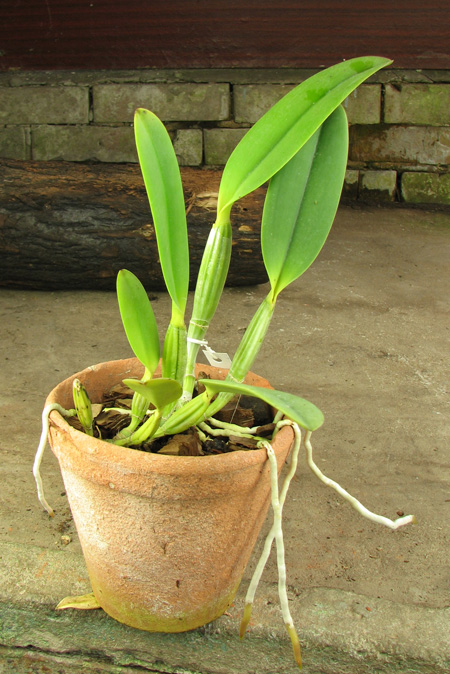 Cattleya lueddemanniana escura x lueddemanniana 'America'.jpg
