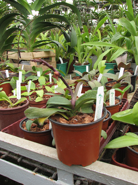 Asconopsis Jiaho's Orange.jpg