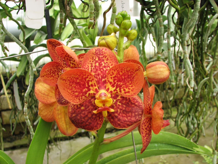 Ascocenda Phairot x Ascocenda Yip-Gua Chia Long.jpg