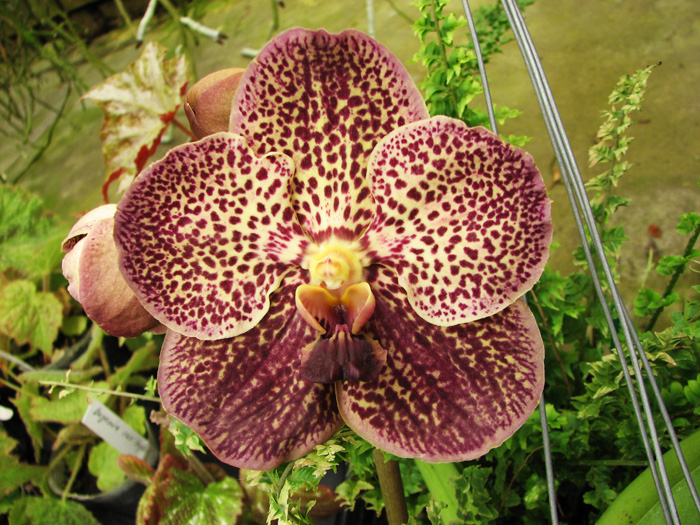 Vanda Gordon Dillon Lea x Ascocenda Suksamran Spot.jpg