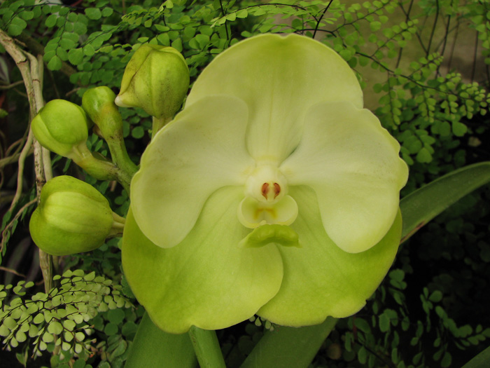 Ascocenda Krailerk White x Ascocenda Jakkrit Gold x Vanda Kultana Gold.jpg