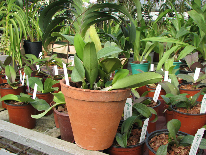 Laeliocattleya Love Knot'Sato'.jpg