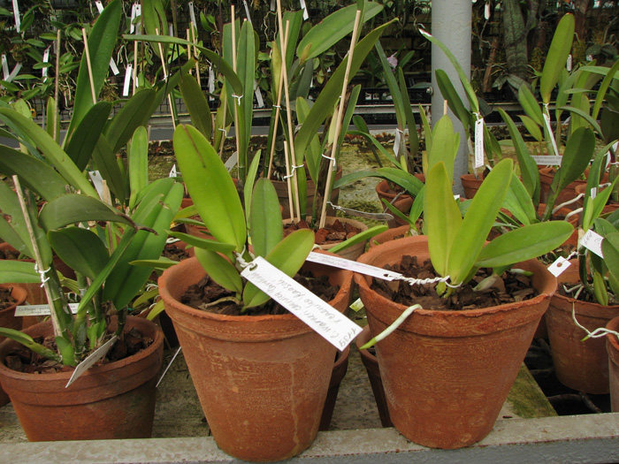 Cattleya warneri coerulea 'Carolina' x Cattleya warneri coerulea 'Raasch'.jpg
