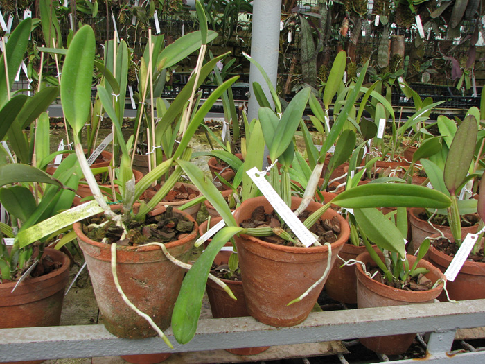Cattleya lueddemanniana coerulea 'Monte Verde' x lueddemanniana coerulea 'Mar azul'.jpg
