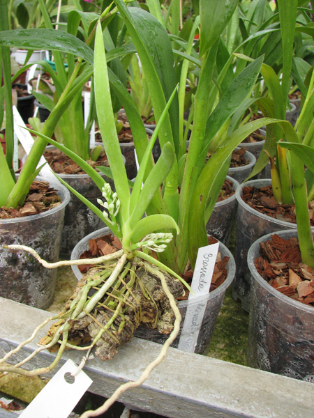 Podangis dactyloceras.jpg