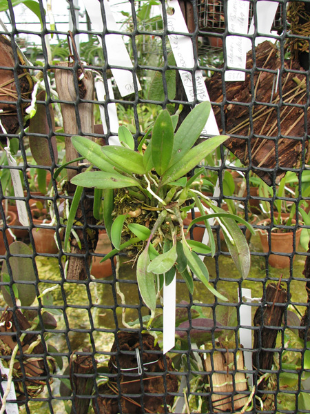 Sophronitis coccinea.jpg