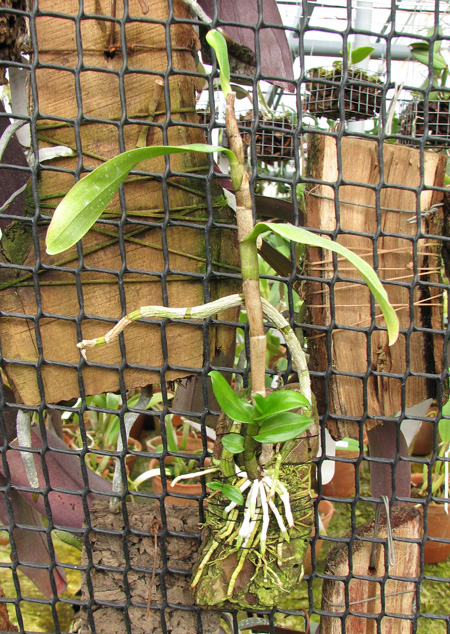 Dendrobium Hiroshi.jpg