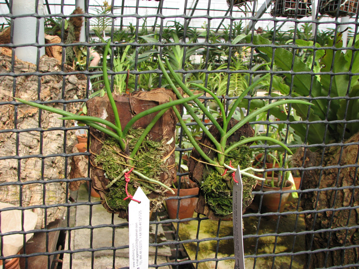 Vanda teres.jpg