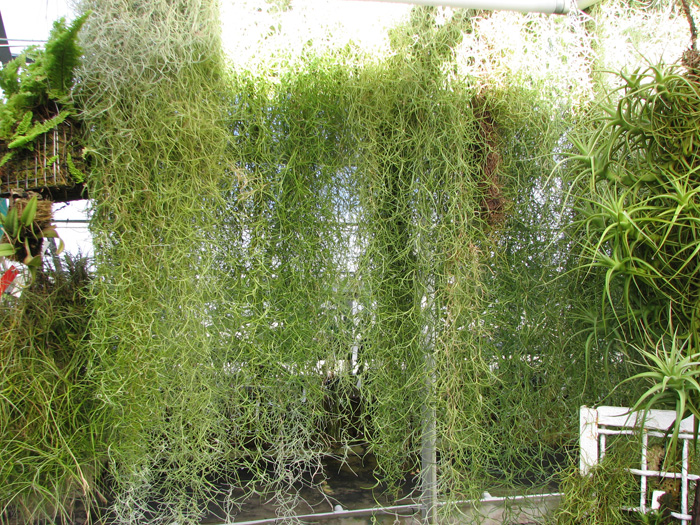 Tillandsia usneoides.jpg