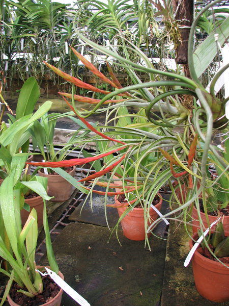 Tillandsia hybrid 'Papas Liebling'.jpg