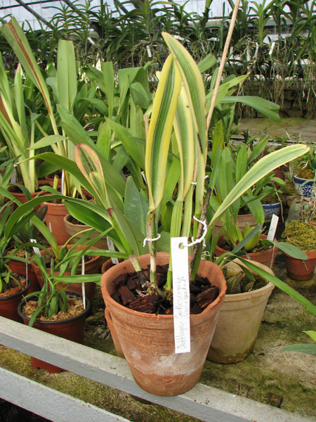 Cattleya Sedlescombe 'Variegated'.jpg