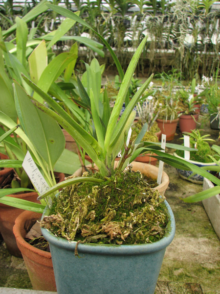 Neofinetia falcata Syunkyuden.jpg