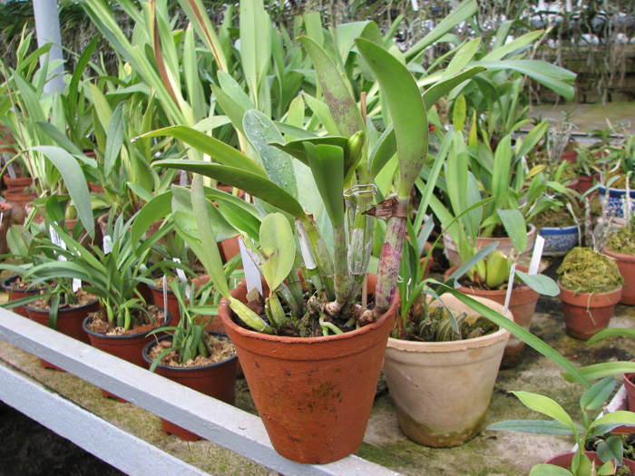 Laeliocattleya Nora's Melody 'Hsinying' (Love Knot x Little Dipper).jpg