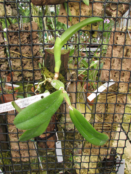 Laelia alaori suave 'Binot' x Cattleya luteola 'Big Star'.jpg