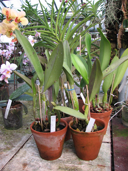 Laeliocattleya Mari's Love 'Blossoming'.jpg